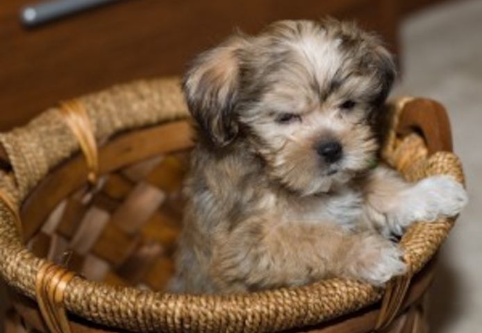 männliche und weibliche Shih Tzu-Welpen