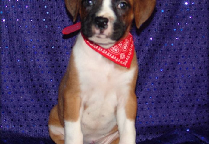 Boxerwelpen