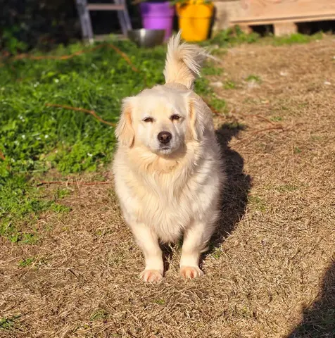 Honey