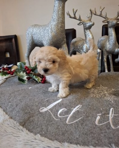 Süße Maltipoo-Welpen zur Adoption