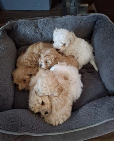 Süße Maltipoo-Welpen zur Adoption
