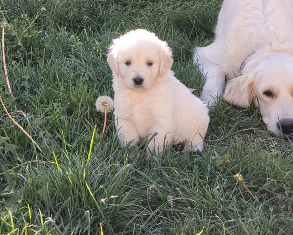 Golden Retriever Welpen mit Papiere . (WA) +49 152 146 89441