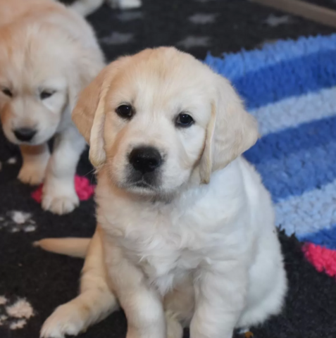 Schneeweiße Golden Retriever Welpen - Reinrassig - Ahnentafeln