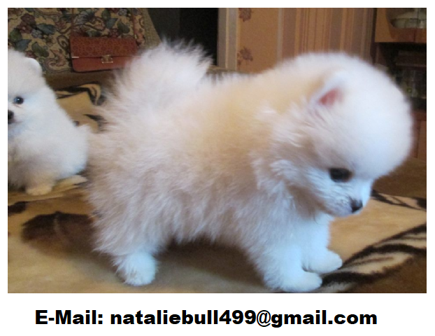 POMERANIAN WELPEN