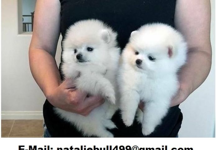 Pomeranian Zwergspitz Welpen ZUM VERSCHENKEN ,
