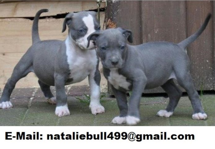 American Blue-Line Pit Bull Terrier Welpen mm