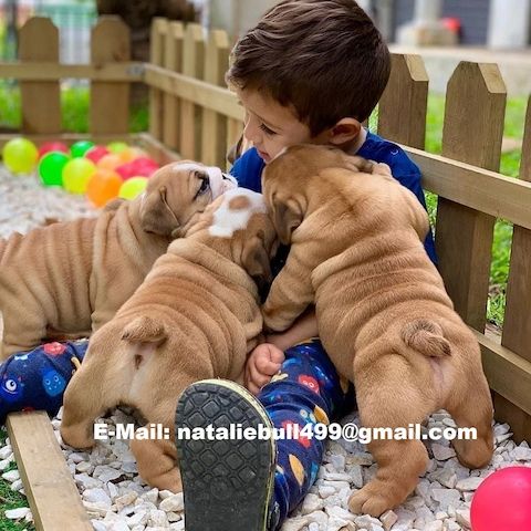 Old English Bulldog Welpen suchen ein Zuhause