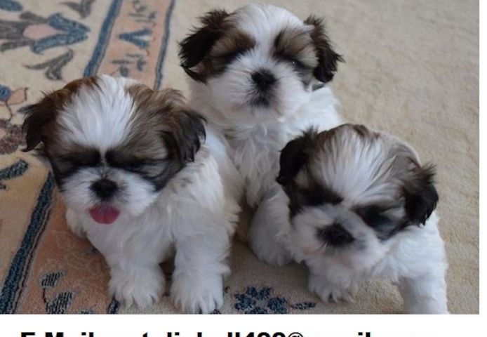 Shih Tzu Welpen
