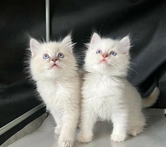Ragdoll-Kätzchen zu verkaufen