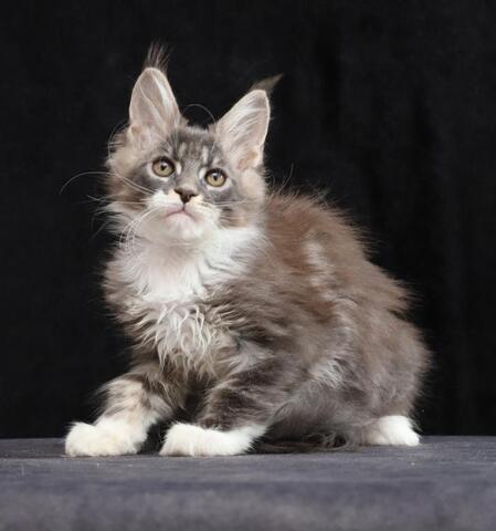 Maine-Coon-Kätzchen zu verkaufen