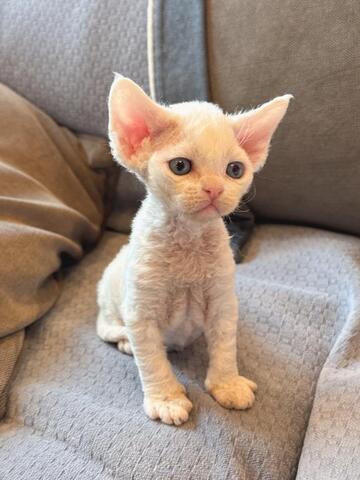 Devon Rex Kätzchen zu verkaufen