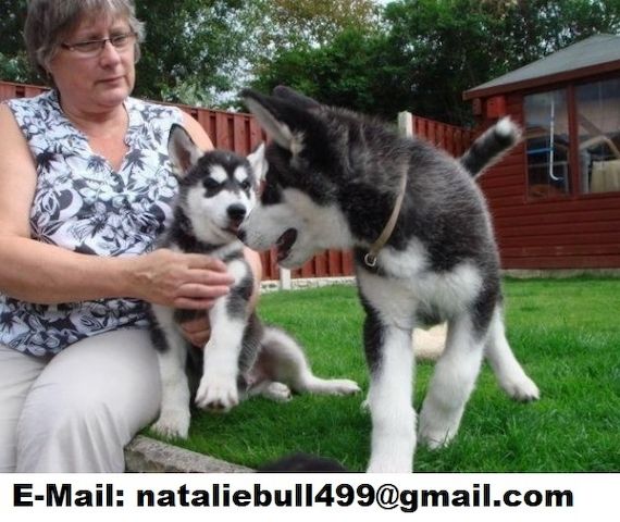 Süße Siberian Husky Welpen,,