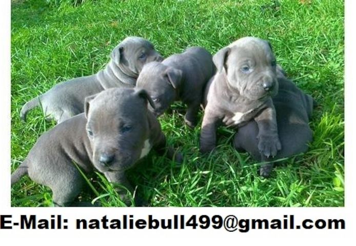 Süße Pitbull-Welpen