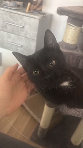 2 Katzenmädchen