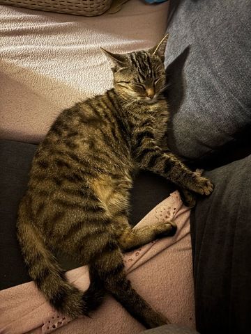 2 Katzenmädchen