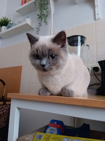Britisch Kurzhaar Katze