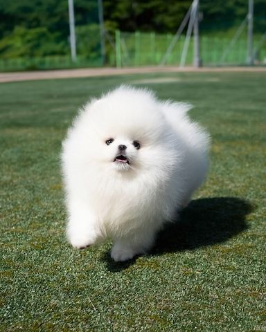 Pomeranian Spitz Welpen