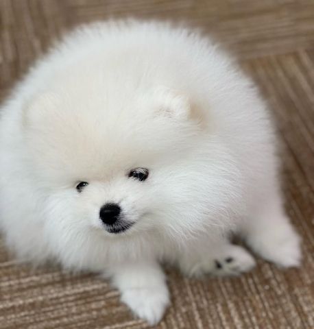 Pomeranian Spitz