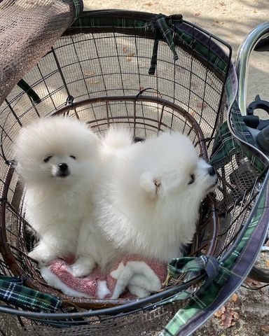Pomeranian Spitz