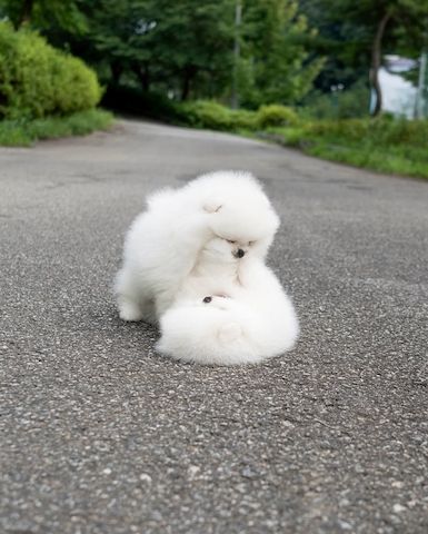 Pomeranian Welpen