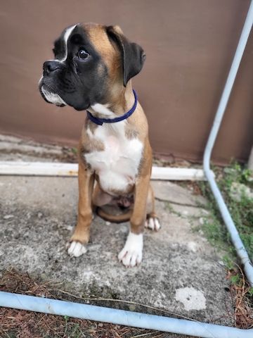 Boxer