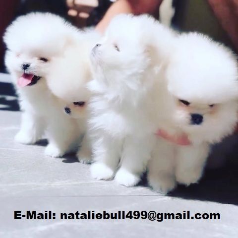 Zwergspitz Pomeranian Welpen suchen ein neues Zuhause!.
