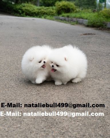 Pomeranian Spitz Welpen..