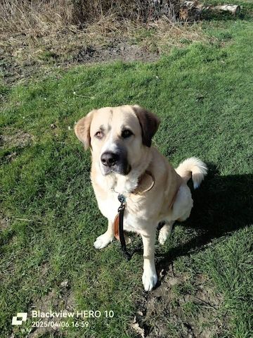 Masting Pyrenea Mix 3J. Rüde