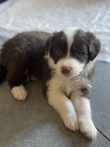 Super süße Australian Shepherd Welpen
