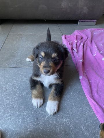 Super süße Australian Shepherd Welpen