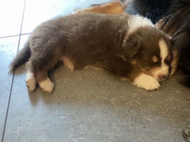 Super süße Australian Shepherd Welpen