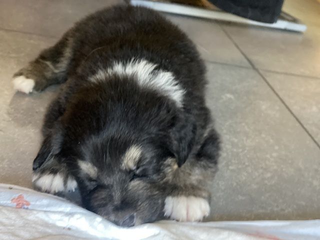 Super süße Australian Shepherd Welpen