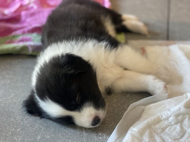 Super süße Australian Shepherd Welpen