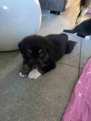 Super süße Australian Shepherd Welpen