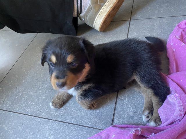 Super süße Australian Shepherd Welpen