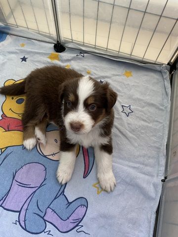 Super süße Australian Shepherd Welpen