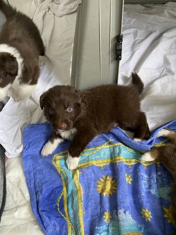 Super süße Australian Shepherd Welpen