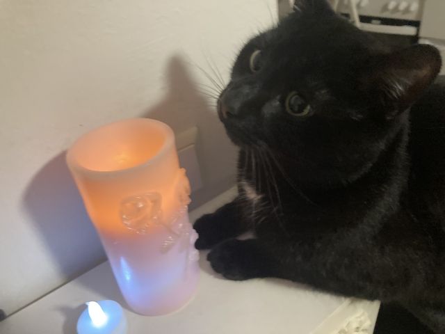 Schmusiger schwarzer BKh Kater