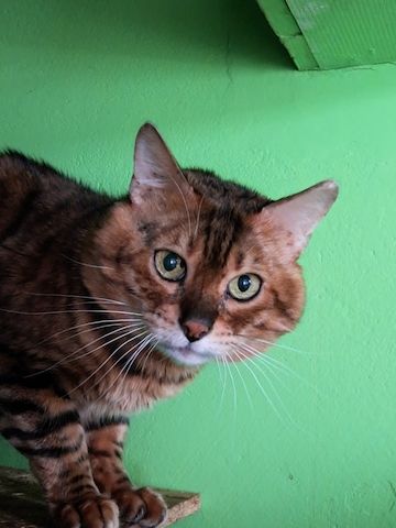 Bengal Kater „Gentleman“ sucht neues Zuhause!