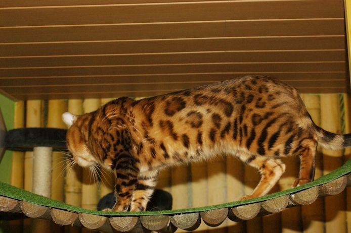 Bengal Kater „Gentleman“ sucht neues Zuhause!