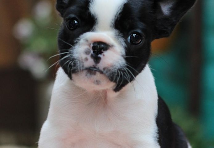 Französische Bulldoggenwelpen zu verkaufen