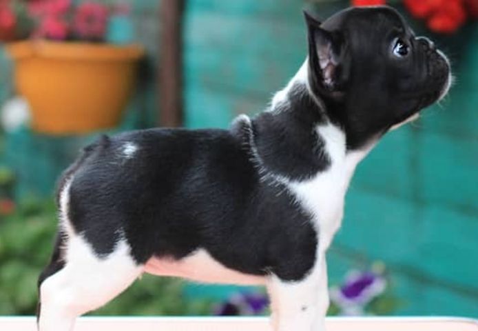 Französische Bulldoggenwelpen zu verkaufen