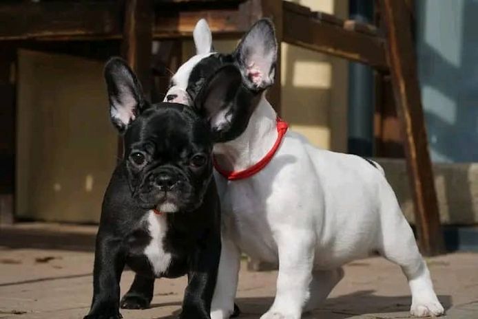 Französische Bulldoggenwelpen zu verkaufen
