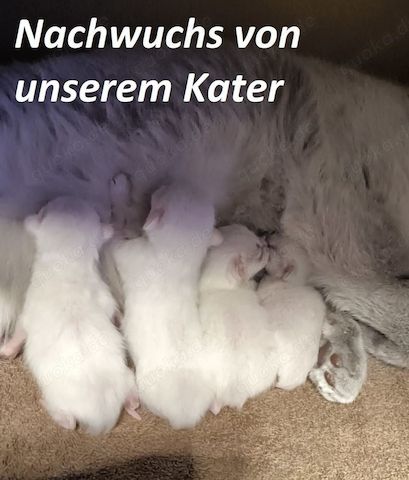 Deckkater Stammbaum blauen Augen BKH Farbe seal-silver-shaded-point ns 11-33