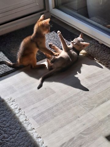 Minipuma