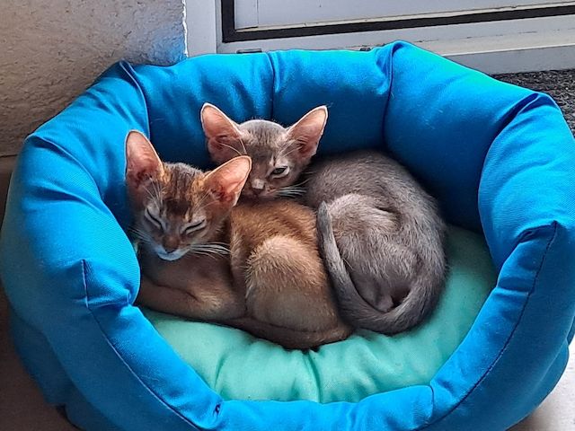 Minipuma