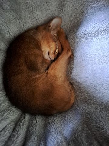 Minipuma