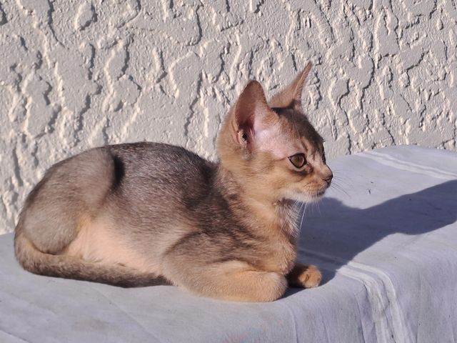Minipuma