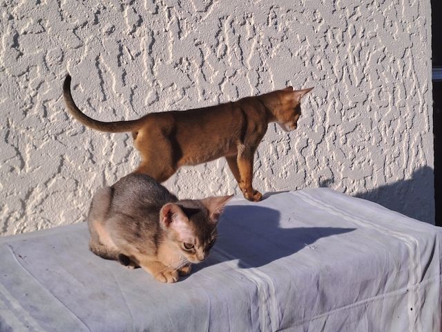 Minipuma