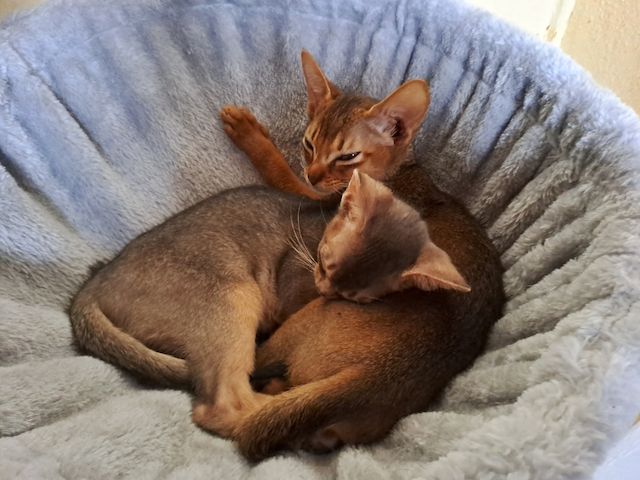 Minipuma